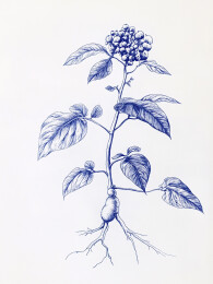 复古版画风格的野生人参装饰画