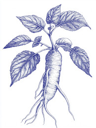 复古版画风格的野生人参装饰画