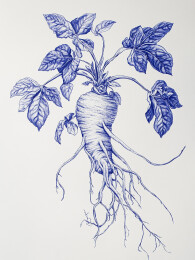 复古版画风格的野生人参装饰画