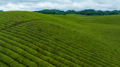 中国贵州遵义湄潭绿色茶园 块状农田