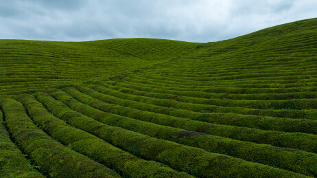 中国贵州遵义湄潭绿色茶园 块状农田