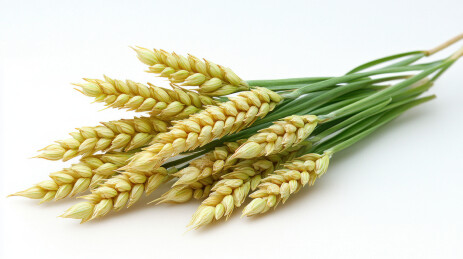 大麦麦穗麦子特写