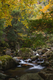 中国四川光雾山景区十八月潭的红叶和溪水