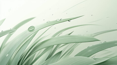 雨后青草背景