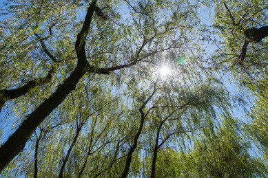 浙江杭州市杭州西湖风景区柳浪闻莺