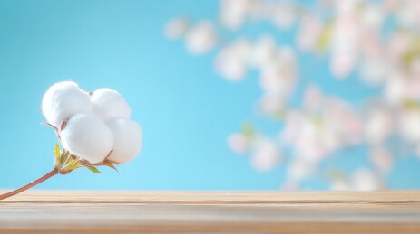 棉花背景图