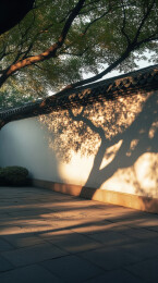 树与墙上的光影