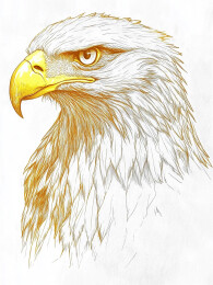 复古风格展翅飞翔的老鹰徽章头像图案