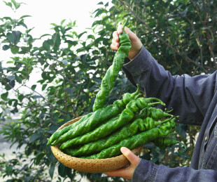 螺丝辣椒