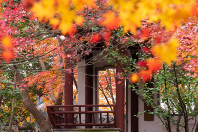 上海嘉定秋霞圃初冬风光