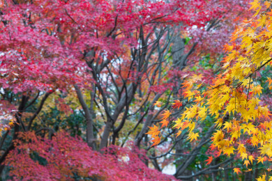 上海嘉定秋霞圃初冬风光