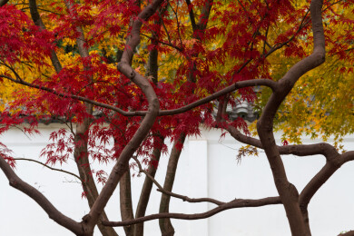 上海嘉定秋霞圃初冬风光