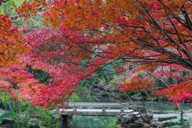 上海嘉定秋霞圃初冬风光