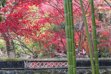 上海嘉定秋霞圃初冬风光