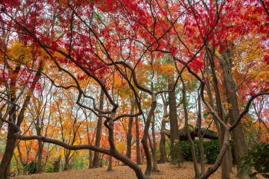 上海嘉定秋霞圃初冬风光