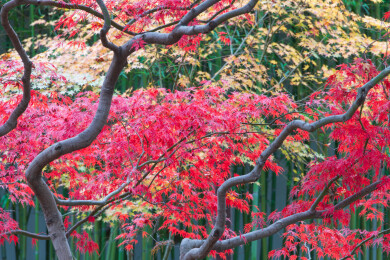 上海嘉定秋霞圃初冬风光