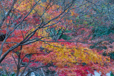 上海嘉定秋霞圃初冬风光