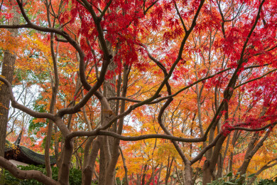 上海嘉定秋霞圃初冬风光