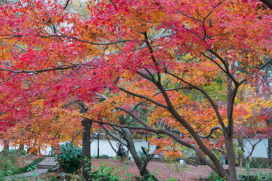 上海嘉定秋霞圃初冬风光