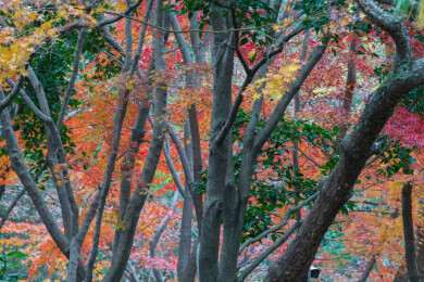 上海嘉定秋霞圃初冬风光