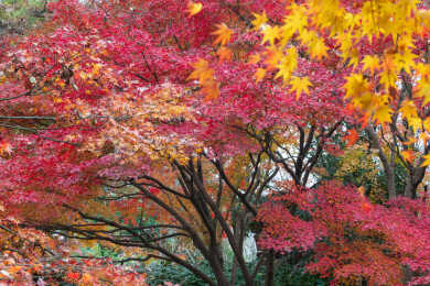 上海嘉定秋霞圃初冬风光