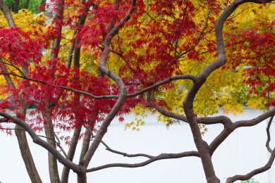 上海嘉定秋霞圃初冬风光
