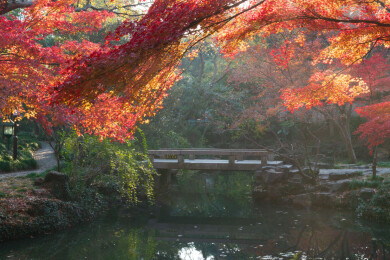 上海嘉定秋霞圃初冬风光