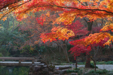 上海嘉定秋霞圃初冬风光