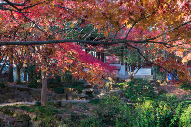 上海嘉定秋霞圃初冬风光