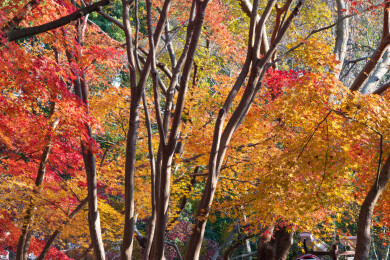 上海嘉定秋霞圃初冬风光