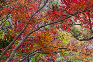 上海嘉定秋霞圃初冬风光