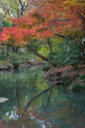 上海嘉定秋霞圃初冬风光