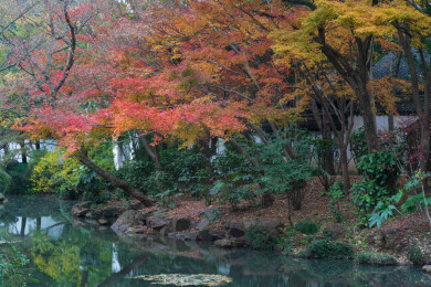 上海嘉定秋霞圃初冬风光