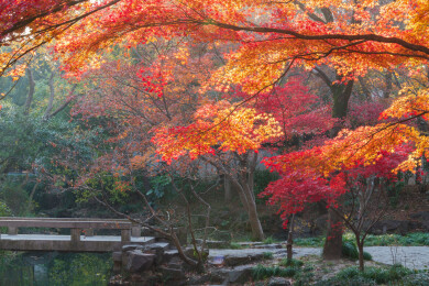 上海嘉定秋霞圃初冬风光