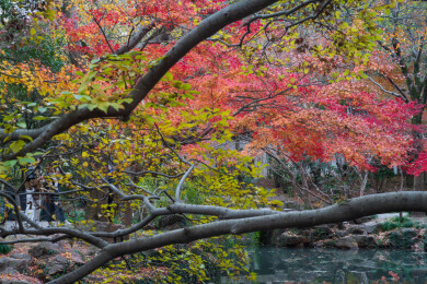 上海嘉定秋霞圃初冬风光