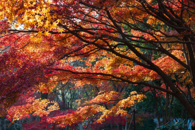 上海嘉定秋霞圃初冬风光