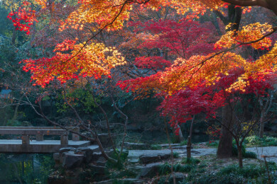 上海嘉定秋霞圃初冬风光