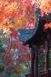 上海嘉定秋霞圃初冬风光