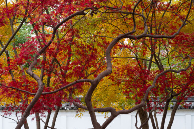 上海嘉定秋霞圃初冬风光