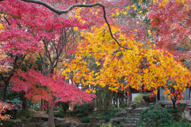 上海嘉定秋霞圃初冬风光