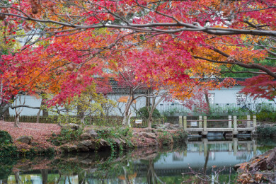 上海嘉定秋霞圃初冬风光
