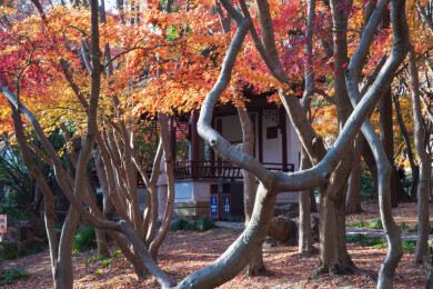 上海嘉定秋霞圃初冬风光