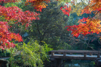 上海嘉定秋霞圃初冬风光