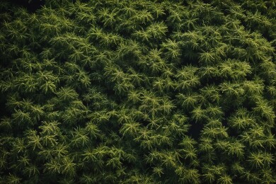 茂密森林的俯视图主题
