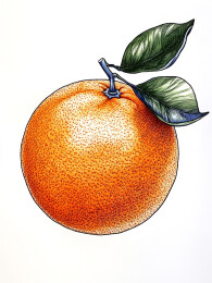 切开的橙子在水中击落飞溅出清新的水花