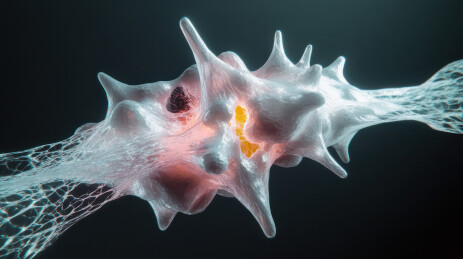 神经元突触连接的微观视图