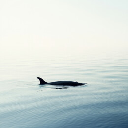 鲸鱼在海面上露出了背鳍