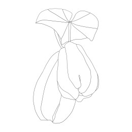 佛手瓜插画