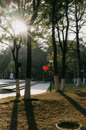 亚洲中国春节农历新年，公园树上挂满红灯笼