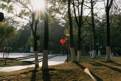 亚洲中国春节农历新年，公园树上挂满红灯笼